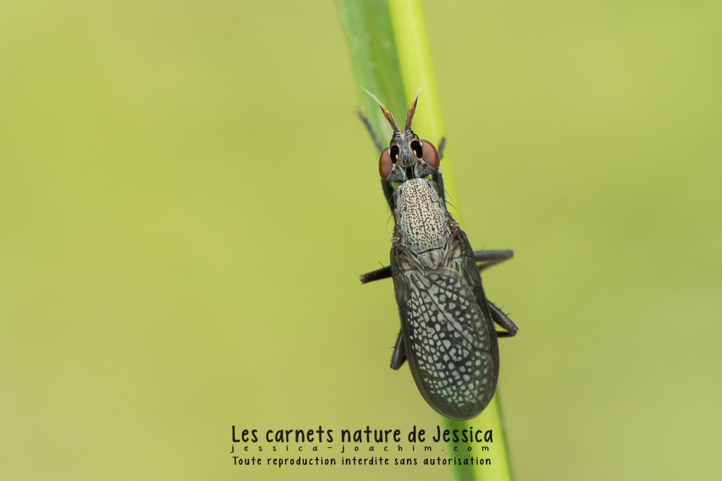 Coremacera marginata - Les carnets nature de Jessica - Photographie et  illustration naturaliste