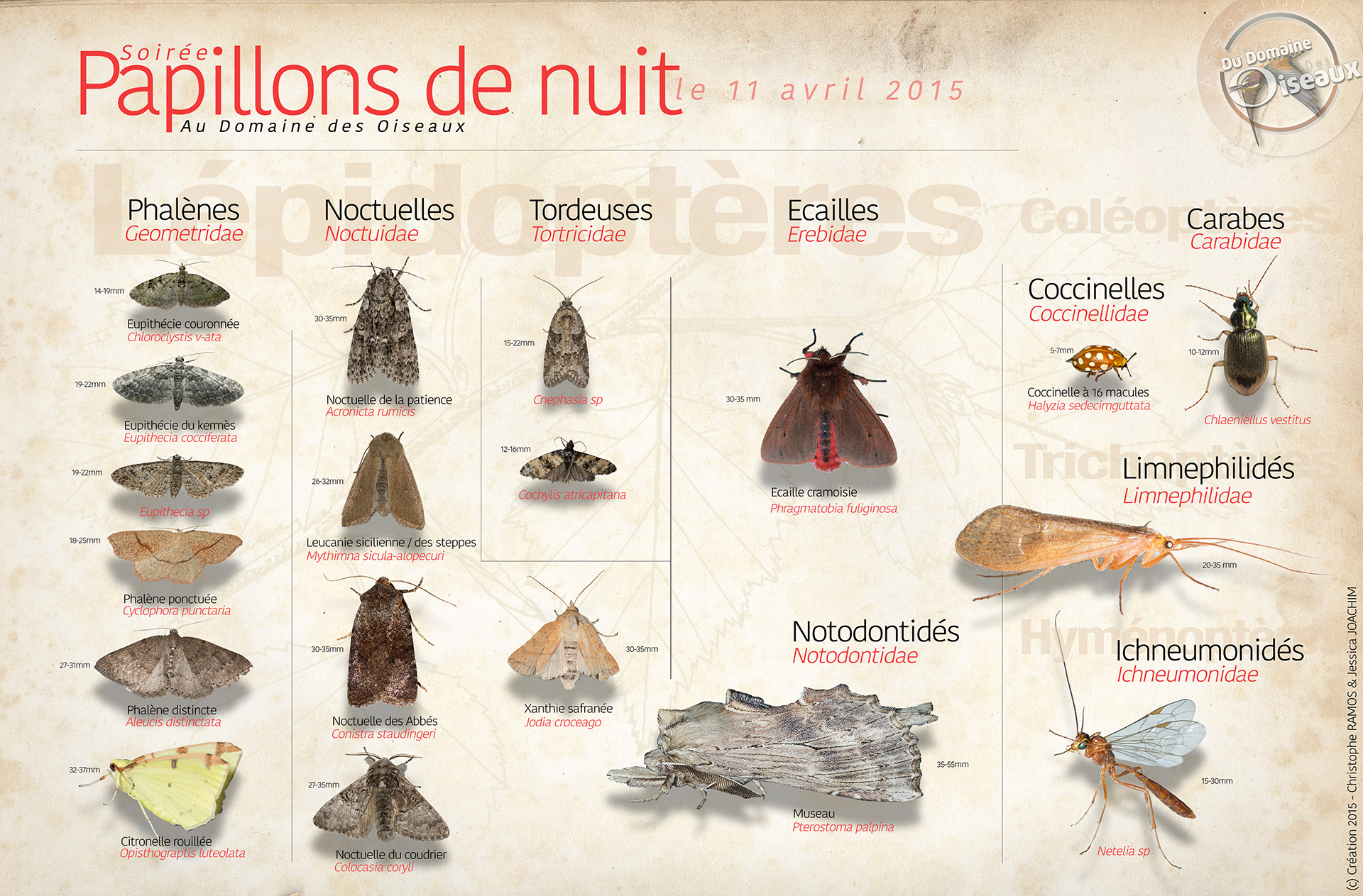 Soirée papillons 11 avril 2015 Les nature de Jessica — free download