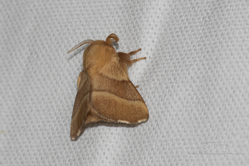 Bombyx à livréeDomaine des oiseaux 06.06.2015 Les nature de