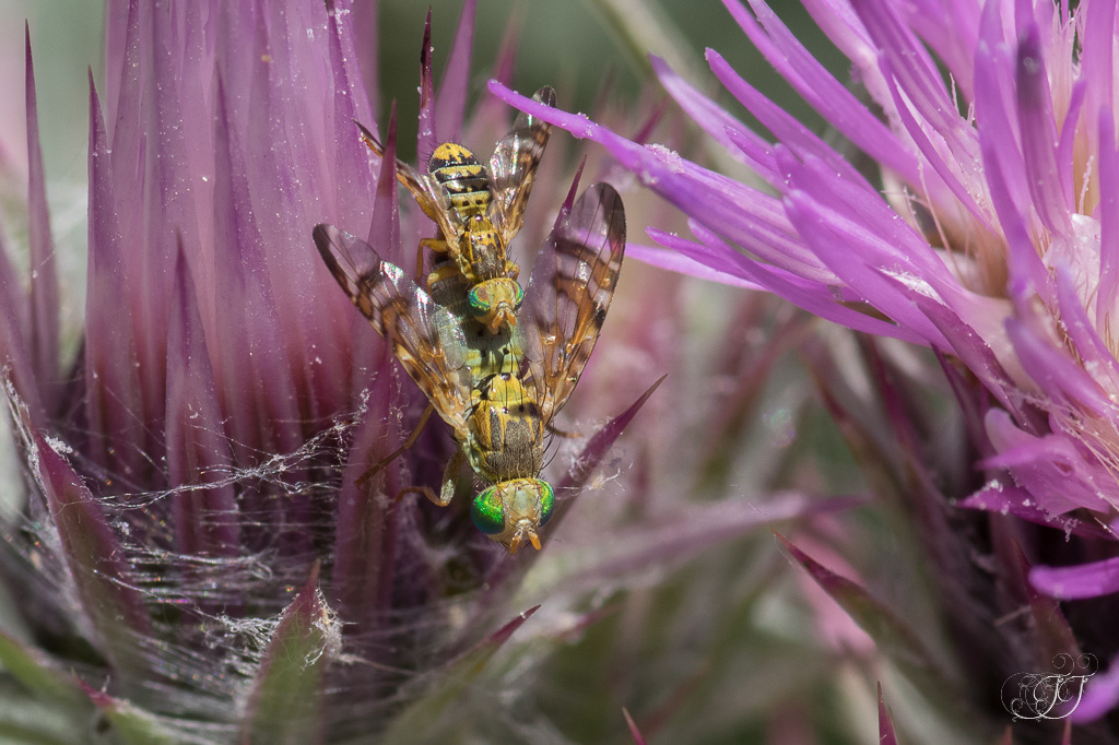 Chaetostomella cylindrica Les nature de Jessica