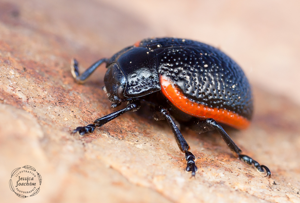 Chrysolina kuesteri Gallocanta 262728.12.2019 Les nature