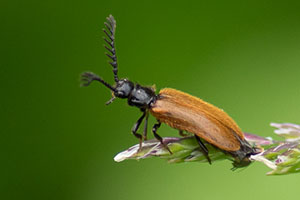 Drillidae - Les carnets nature de Jessica - Photographie et ...