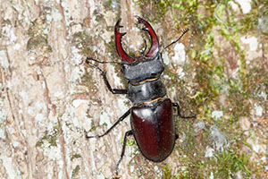 Lucanidae – Les carnets nature de Jessica