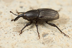 Dryophthoridae Les nature de Jessica