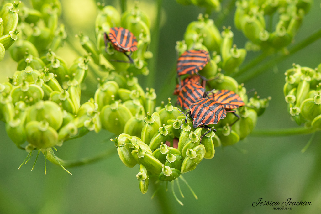 Punaise arlequin (Graphosoma italicum) - Les carnets nature de Jessica ...