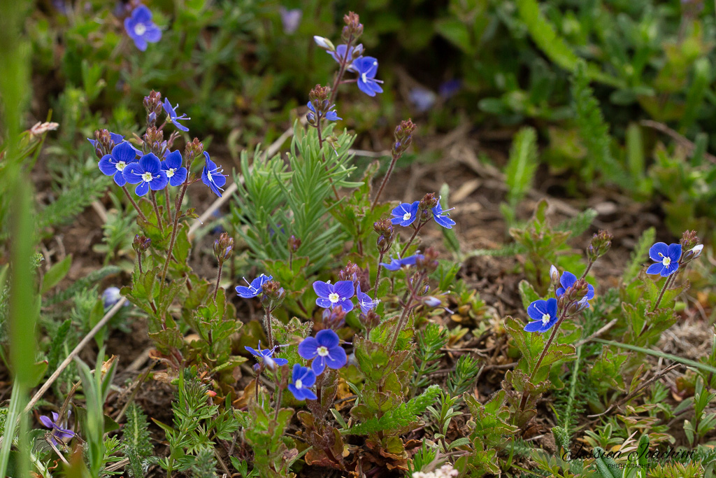 v-ronique-petit-ch-ne-veronica-chamaedrys-les-carnets-nature-de