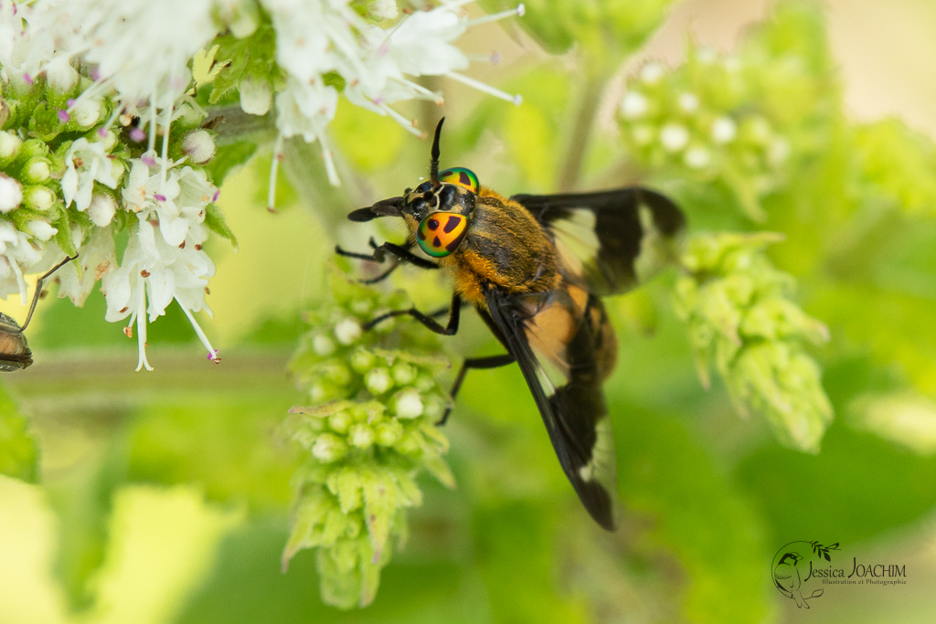 Taon Petit taon aveuglant (Chrysops caecutiens) - Les carnets nature de ...