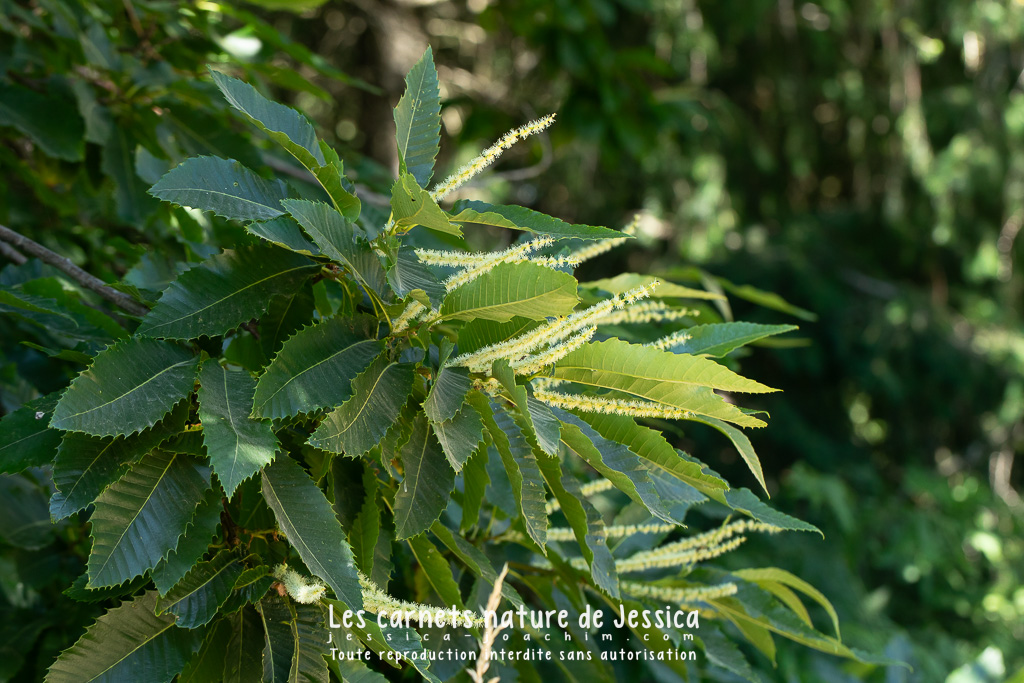 Châtaignier (Castanea sativa) Les nature de Jessica — free download